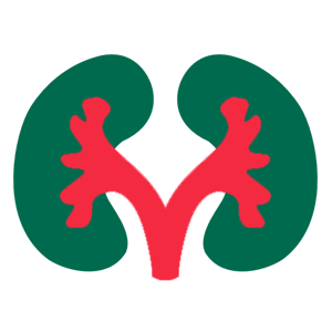 Kidney, কিডনি